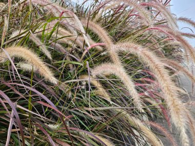 Close-up photo of the Purple Fountain Grass ornamental plant in the garden clipart