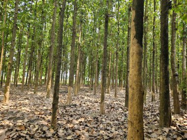 Tik ağacı ormanının doğal arka planı ve ölü meşe yaprakları yere düşer.