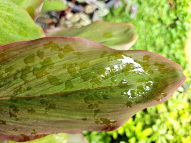 Parlayan su damlacıklarıyla kaplanmış kırmızı bir yaprak. Kırmızı Hanjuang Andong bitkisinin yaprakları.