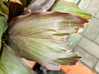 Hasarlı ve yırtık bir tropikal bitkinin yaprağının yakın çekimi. Yaprağın canlı yeşil ve kırmızı bir rengi var ve sağ tarafında büyük bir yırtık var.