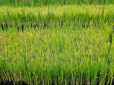 Sel basmış bir çeltik tarlasına yerleştirilmiş yeşil pirinç fideleri, geleneksel tarım uygulamalarını yansıtan ilk tarım aşamalarını sergiliyor.