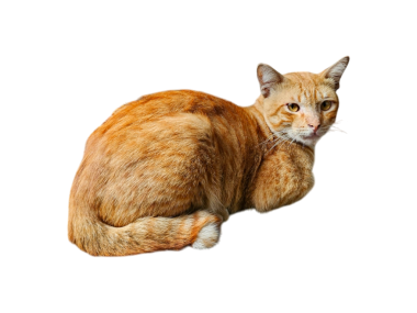 Şeffaf bir arka planda, evcil hayvan içeriği veya rahatlama kavramları için uygun bir rahatlık ve rahatlık duygusu tasvir ederek, huzur içinde uzanan turuncu bir kedinin büyüleyici portresi