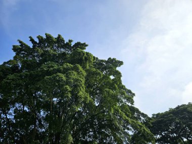Genişleyen dalları ve parlak yeşil yaprakları olan görkemli bir ağaç, güneşle aydınlanan berrak ve huzurlu bir günde.