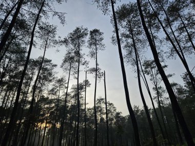 Güneşli bir tropikal yağmur ormanında gökyüzüne uzanan yüksek ağaçların huzurlu manzarası. Çevresel ya da açık hava macera görselleri için ideal
