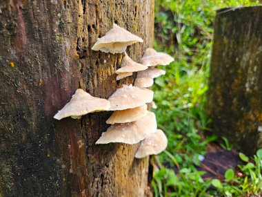 Nature's artistry captured in a fungi cluster growing on bark, framed by lush greenery clipart