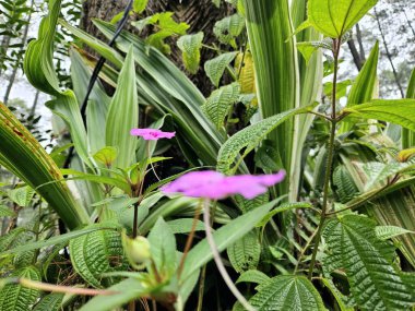 Stunning Impatiens pink blossom nestled among textured green foliage, showcasing a peaceful natural setting clipart