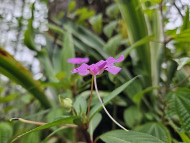 Doğanın güzelliğinin ve sadeliğinin bir sembolü olan yemyeşil çimenliğin ortasında duran narin bir Impatiens pembe çiçeğinin yakın çekimi