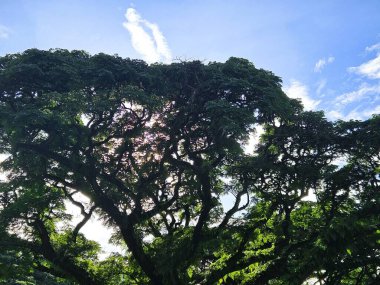 Parlak mavi gökyüzünün altındaki yemyeşil ağaç dallarının arasından süzülen güneş ışığı doğanın karmaşık desenlerinin güzelliğini yakalıyor.