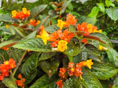 Taçaklarında çiğ damlaları olan parlak tropikal Alloplectus pulchella çiçekleri, yemyeşil yapraklarla çevrili..