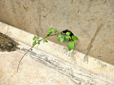 Tek bir filiz, doğanın gücünü gösteren sert beton bir yüzeye doğru itiyor.