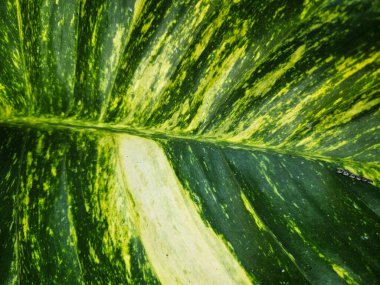 Parlak yeşil ve sarı desenli bir yaprağın yakın çekimi.