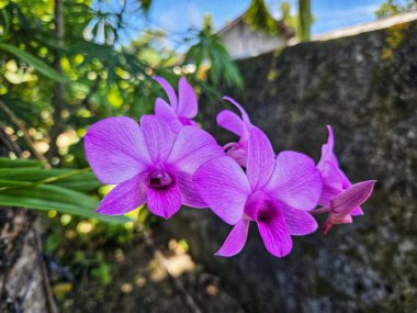 Tamamen çiçek açmış güzel mor orkide doğal yeşil bir arkaplanda