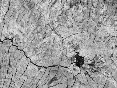 Görünür çatlakları olan eski bir ağaç gövdesinin detaylı dokusu