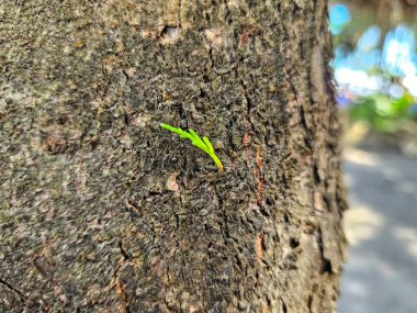 Ağaç kabuğundan çıkan küçük yeşil filizler yeni yaşamı simgeliyor.