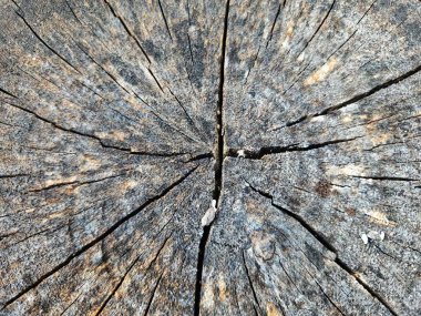 Çatlak ve organik kusurlu ahşap döşeme.