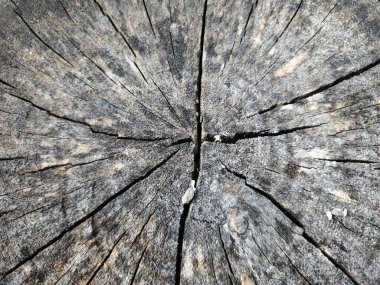 Doğal çatlaklara ve zengin dokulara sahip eskimiş ahşap yüzey.