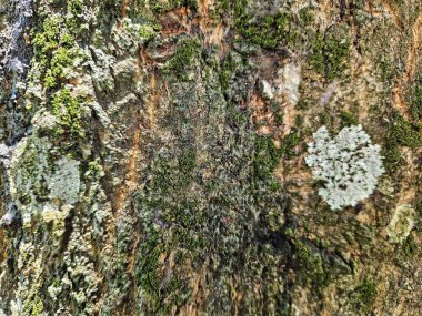 Yeşil yosun ve beyaz mantar yetişen desenli ağaç kabuğu