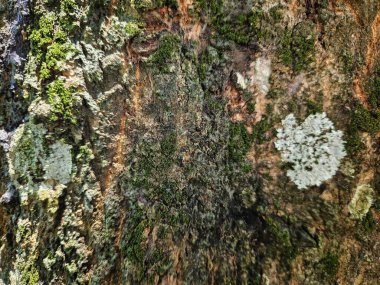 Yeşil yosun ve beyaz mantar yetişen desenli ağaç kabuğu