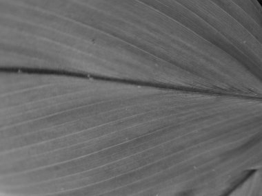 Koyu merkezi damarlı tek renkli bir yaprağın ayrıntılı görüntüsü