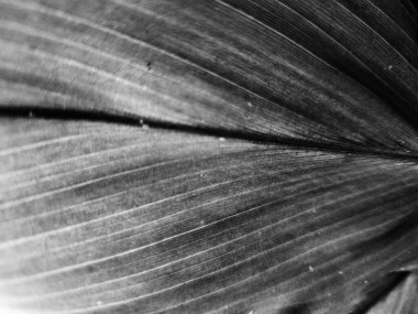 Koyu merkezi damarlı tek renkli bir yaprağın ayrıntılı görüntüsü