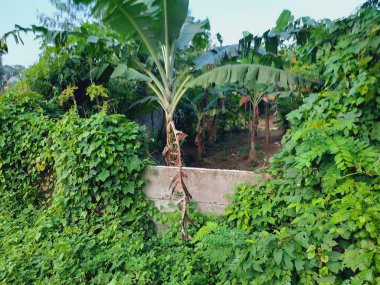 Yeşil sarmaşıklarla kaplanmış beton duvar, doğaya karışıyor.