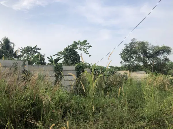 Yeşil sarmaşıklarla kaplanmış beton duvar, doğaya karışıyor.