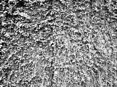 Siyah ve beyaz dikey bahçe arkaplanı