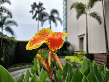 Canna Lily 'nin renkli yaprakları modern bir binanın yakınındaki tropikal bir bahçede parlıyor.