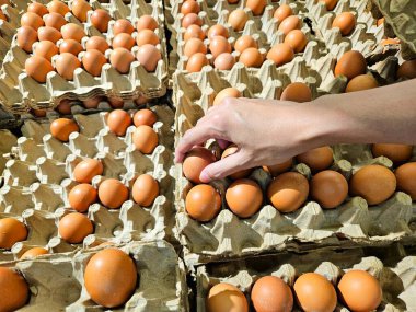 Bakkal yumurta tepsisinde yumurtaya uzanmak, yiyecek seçimi, günlük bakkaliye ve protein besin maddeleri için mükemmel.