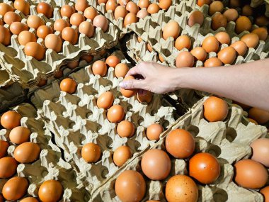 Bakkal yumurta tepsisinde yumurtaya uzanmak, yiyecek seçimi, günlük bakkaliye ve protein besin maddeleri için mükemmel.