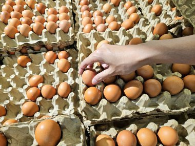 Bakkal yumurta tepsisinde yumurtaya uzanmak, yiyecek seçimi, günlük bakkaliye ve protein besin maddeleri için mükemmel.