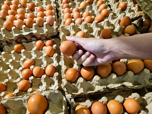 Geleneksel bir pazarda yiyecek, tarım veya alışveriş temaları için uygun kahverengi yumurtaları bir kartondan seçen bir elin yakın çekimi