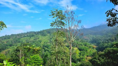 Parlak mavi gökyüzünün altındaki tropik yeşil tepelerin ve ormanın manzarası. Eko-turizm, çevre ve doğal manzara temaları için mükemmel