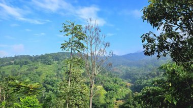 Canlı dağ ormanları sabah ışığında yeşillik katmanları ve dağınık ağaçlarla. Doğa, ekoloji ve seyahat kavramları için ideal.