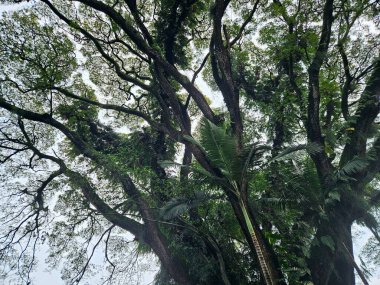 Aşağıdan görülen tropik ağaçlardan ve palmiyelerden oluşan yoğun yeşil gölgeler, yemyeşil orman ortamını yakalıyor. Çevresel, tropikal yağmur ormanları, vahşi yaşam, koruma ve seyahat temaları için elverişli