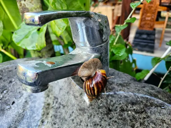 Musluktaki salyangoz şehir ortamlarındaki doğayı sembolize eder. Doğa kavramları, yavaşlık veya beklenmedik yerler, çevresel veya yavaş yaşam temaları için idealdir.