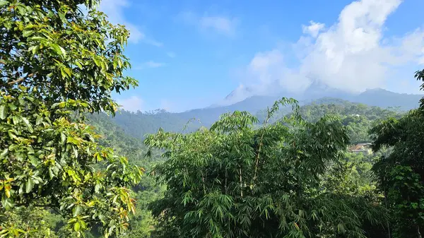 Canlı dağ ormanları sabah ışığında yeşillik katmanları ve dağınık ağaçlarla. Doğa, ekoloji ve seyahat kavramları için ideal.