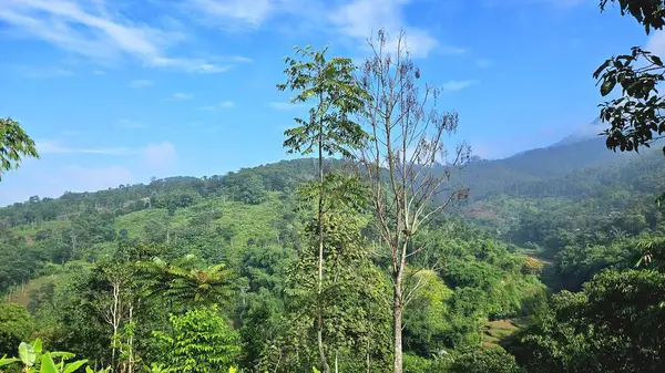 Parlak mavi gökyüzünün altındaki tropik yeşil tepelerin ve ormanın manzarası. Eko-turizm, çevre ve doğal manzara temaları için mükemmel