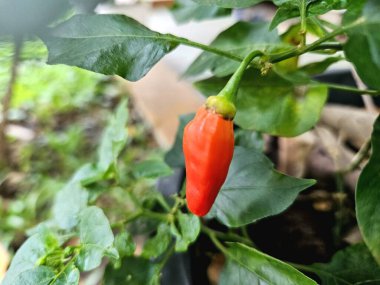 Bitki üzerinde yetişen kırmızı biber, tarımı, organik tarımı veya gıda üretim kavramlarını sembolize eder.