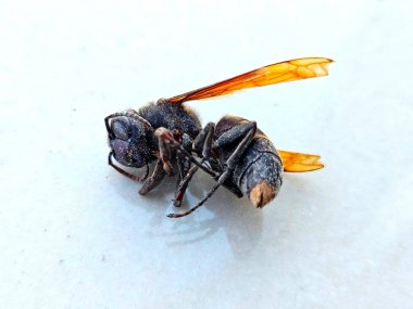 Böcek ölümü, bilimsel, ekolojik ya da mikroskobik ihtiyaçlar için bir eşekarısının yapısını gözler önüne seriyor.