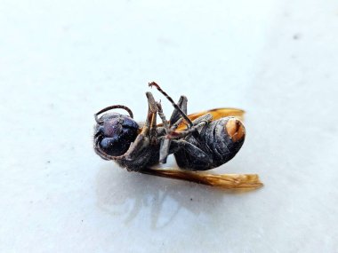 Böcek ölümü, bilimsel, ekolojik ya da mikroskobik ihtiyaçlar için bir eşekarısının yapısını gözler önüne seriyor.