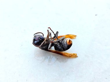 Ölü eşekarısı turuncu kanatlı, soluk zemin üzerinde açıkça izole, doğal bilim görselleri için ideal ya da tehlikeli böcekler üzerinde uyarı çizimleri