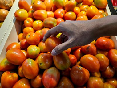 Alışveriş yapan biri domatesleri bir market kasasından seçer. Üretim toplama, beslenme eğitimi veya pazar yaşam tarzı resimleri üzerine makaleler için mükemmel
