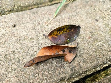 Beton üzerinde dinlenen iki kurumuş kahverengi yaprak kentsel doğa, sonbahar veya sokak fotoğrafçılığı temalı görseller için mükemmeldir.