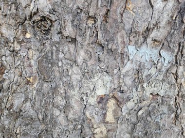 Ağaç kabuğu dokusunun yakın çekimi derin çatlaklar ve doğal renkler gösterir, doğa geçmişi veya organik doku referansları için harikadır