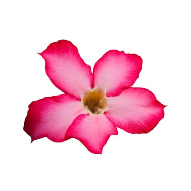 Zarif pembe adenyum çiçeği, botanik, sağlık ve çiçek tasarımı projeleri için canlı yaprakları ve doğal formları vurguluyor. Beyaz arkaplanda izole edilmiş, kes