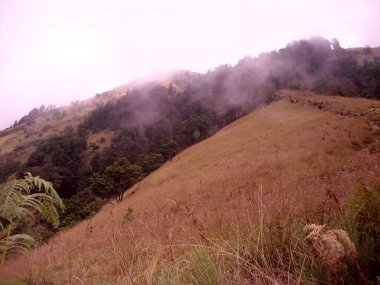 Çimlerle kaplı dağ yamacı sabah sisi, seyahat, doğa ve manzara fotoğrafçılığı temaları için mükemmel.