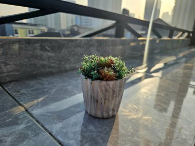 Arka planda kentsel binalar bulunan bir balkonda güneş ışığıyla yıkanan küçük saksı bitkisi, açık hava ortamında doğal güzellikler sergiliyor.