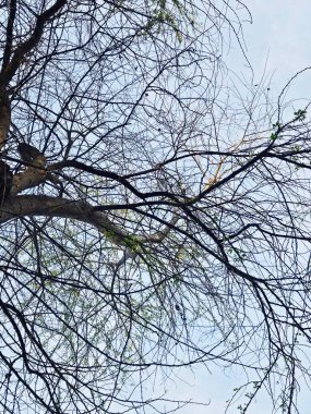 Çıplak, yapraksız ağaç dallarının karmaşık ağına bakarak soluk, bulutlu bir gökyüzüne uzanan, kışın hareketsizliğinin bir sembolü olan