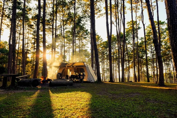 Camping Tourisme Tente Sous Les Pins Paysage Forestier Rétro Éclairé — Photo